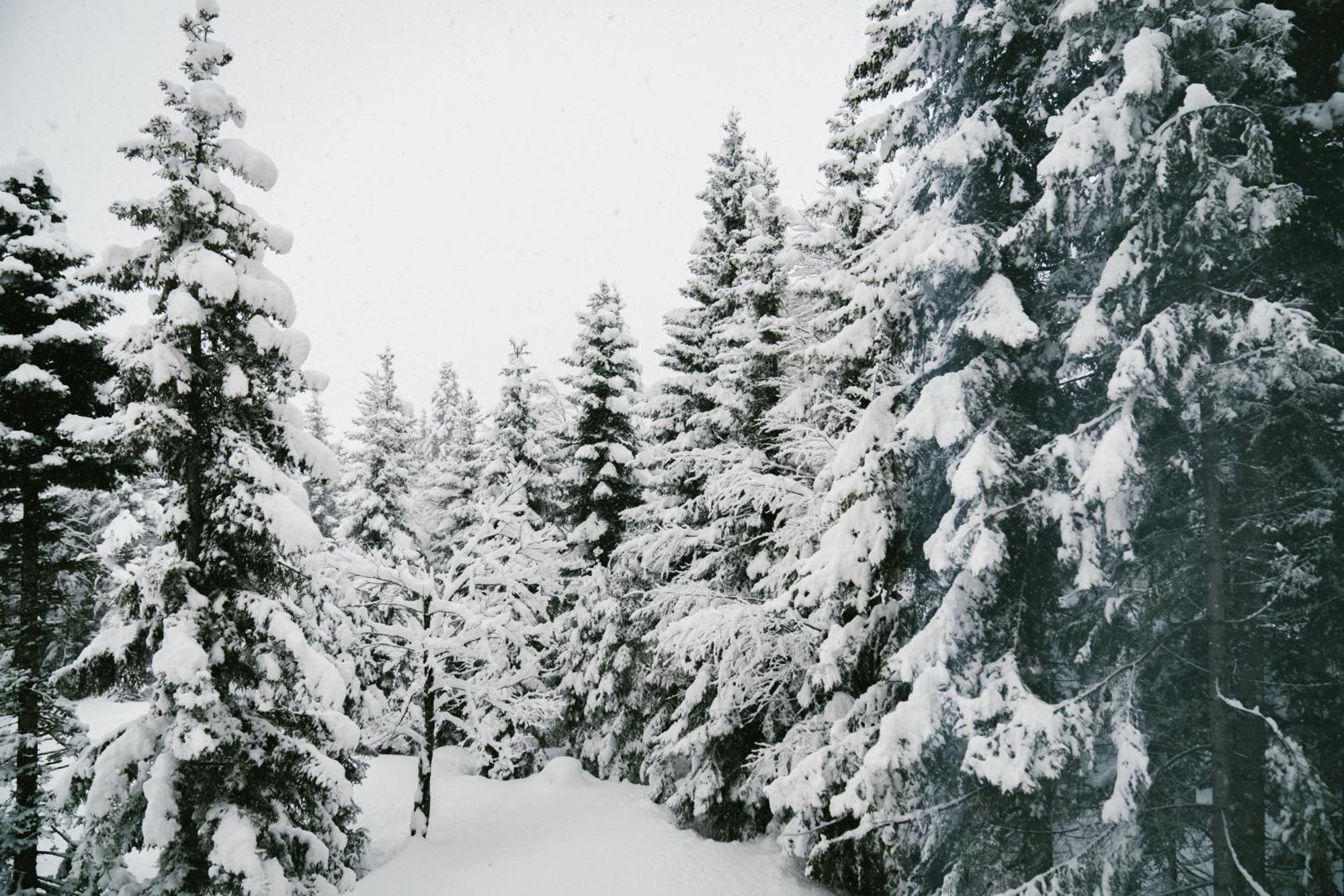 Forest Villa Goderdzi Dış mekan fotoğraf